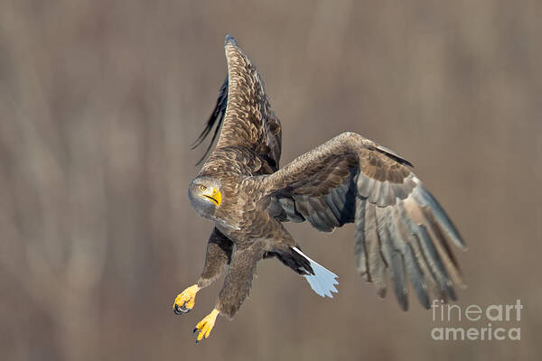 White-tailed Sea Eagle Art Print featuring the photograph White Tailed Sea Eagle #1 by Natural Focal Point Photography