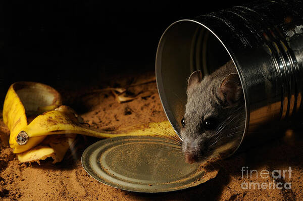 Rat Art Print featuring the photograph White-throated Woodrat #1 by Scott Linstead