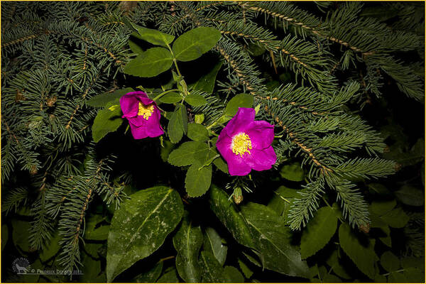 Flowers Art Print featuring the photograph Wild Roses #1 by Fred Denner