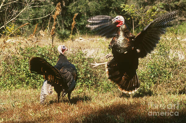 Animal Art Print featuring the photograph Wild Turkeys Fighting #1 by Art Wolfe