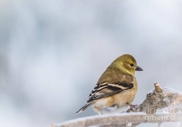  Art Print featuring the photograph Winter Goldfinch #1 by Cheryl Baxter