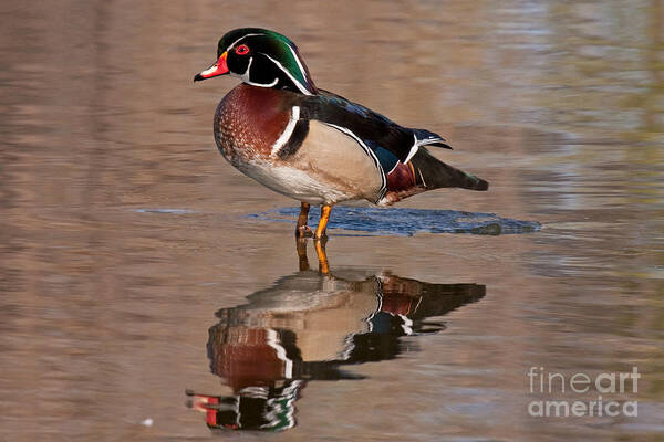 Aix Sponsa Art Print featuring the photograph Wood Duck in Sterne Lake #1 by Fred Stearns