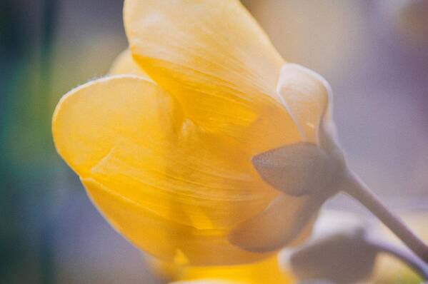 Art Art Print featuring the photograph Yellow buttercup flower #1 by U Schade