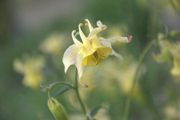 Flower Art Print featuring the photograph Yellow Columbine #1 by Frank Madia