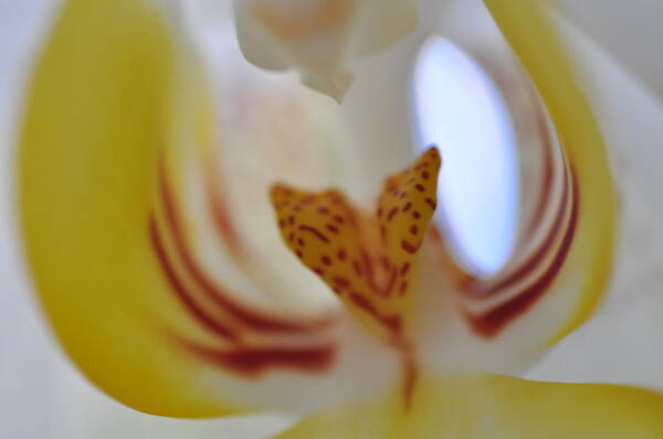 Yellow Art Print featuring the photograph Yellow Orchid #1 by Sue Morris