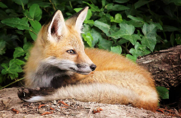 Young Art Print featuring the photograph Young Fox #2 by Stacy Abbott