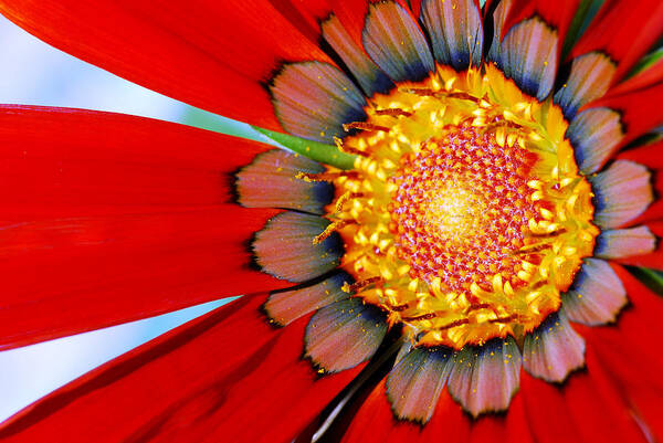 Zinnia Art Print featuring the photograph Zinnia In Red by Wendy Wilton