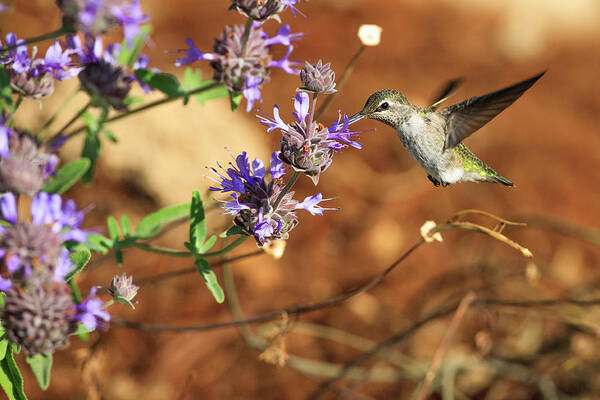 America Art Print featuring the photograph Anna's Hummingbird #10 by Tom Norring