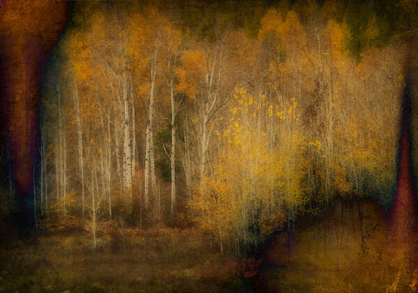 Trees Art Print featuring the photograph Fall at Sheep Creek #10 by Loni Collins