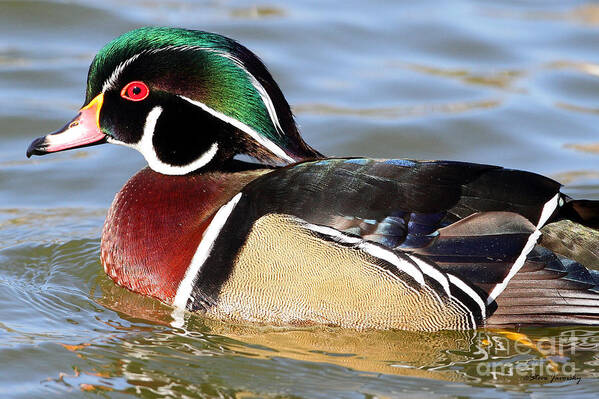 Male Wood Duck Art Print featuring the photograph Wood Duck #10 by Steve Javorsky