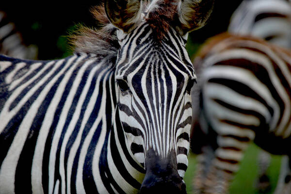Zebra Art Print featuring the photograph 100 Yard Stare by Maggy Marsh
