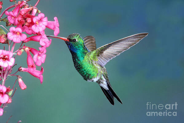 Animal Art Print featuring the photograph Broad-billed Hummingbird #11 by Anthony Mercieca