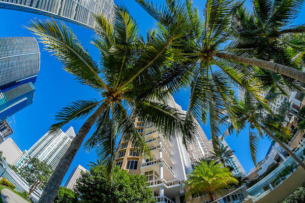 Architecture Art Print featuring the photograph Downtown Miami by Raul Rodriguez