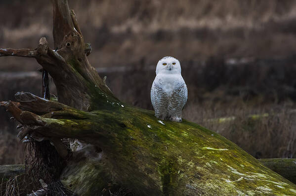 Snowy Owl Art Print featuring the photograph Snowy Owl by Hisao Mogi