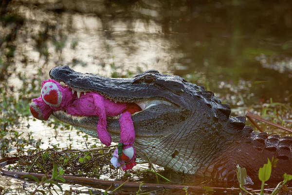 Alligator Art Print featuring the photograph USA, Florida, Everglades National Park #11 by Jaynes Gallery