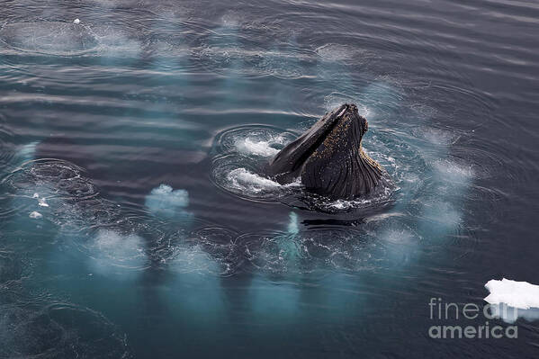 Humpback Whale Art Print featuring the photograph 111130p126 by Arterra Picture Library