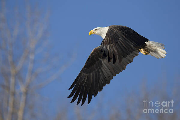 Bald Art Print featuring the photograph Bald Eagle in Le Claire Iowa #13 by Twenty Two North Photography