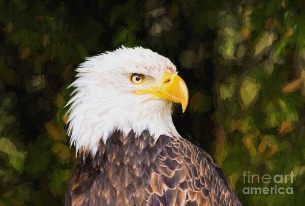 Bald Art Print featuring the photograph Bald Eagle #14 by Les Palenik