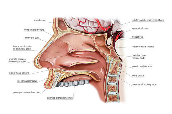 Upper Respiratory Tract Art Print featuring the photograph Nasal Cavity #13 by Asklepios Medical Atlas