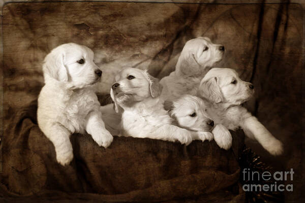 Dog Art Print featuring the photograph Vintage festive puppies #13 by Ang El