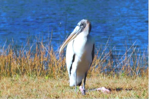 Resting At Lakes Park In Ft.myers Art Print featuring the photograph Wood Stork #13 by Robert Floyd