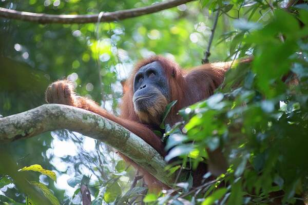 Animal Art Print featuring the photograph Sumatran Orangutan #14 by Scubazoo