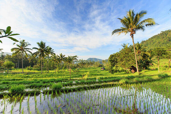 Scenics Art Print featuring the photograph Indonesia, Bali, Rice Fields And #17 by Michele Falzone