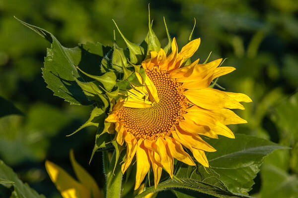 Blackeyed Susan Art Print featuring the photograph Folded Petals Sunflower by Melinda Ledsome