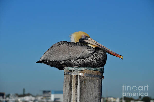 Pelican Art Print featuring the photograph 18- Brown Pelican by Joseph Keane
