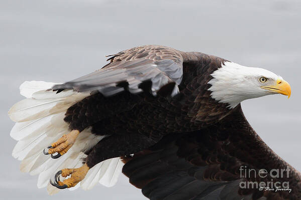 Bald Eagles Art Print featuring the photograph Bald Eagle #191 by Steve Javorsky