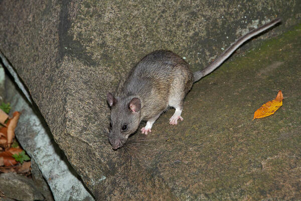 Allegheny Woodrat Art Print featuring the photograph Allegheny Woodrat Neotoma Magister #2 by David Kenny