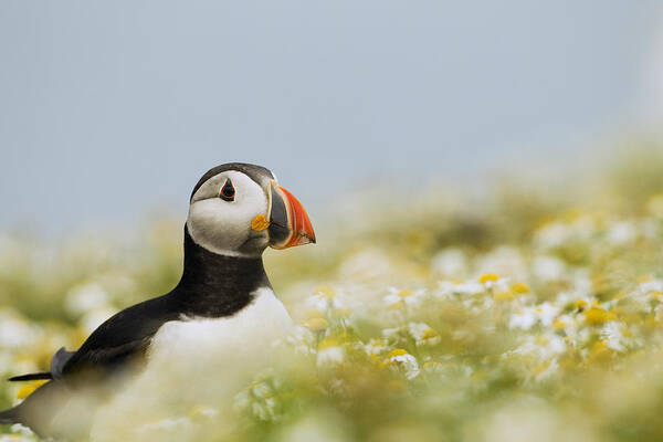 Sebastian Kennerknecht Art Print featuring the photograph Atlantic Puffin In Breeding Plumage #2 by Sebastian Kennerknecht