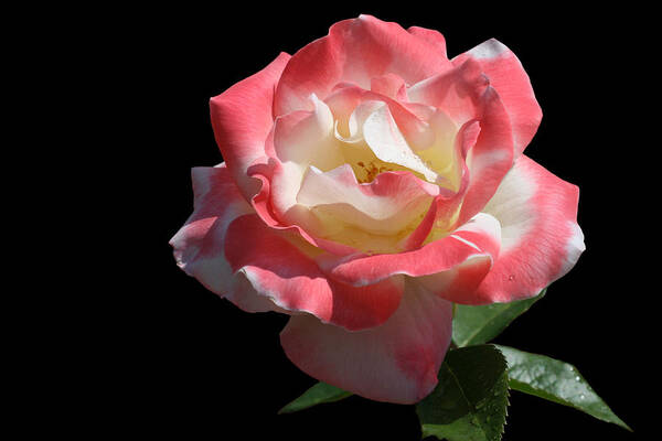Rose Art Print featuring the photograph Bicolordette by Doug Norkum