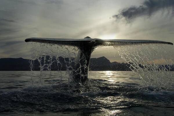 Blue Whale Art Print featuring the photograph Blue Whale Fluking #2 by Christopher Swann/science Photo Library