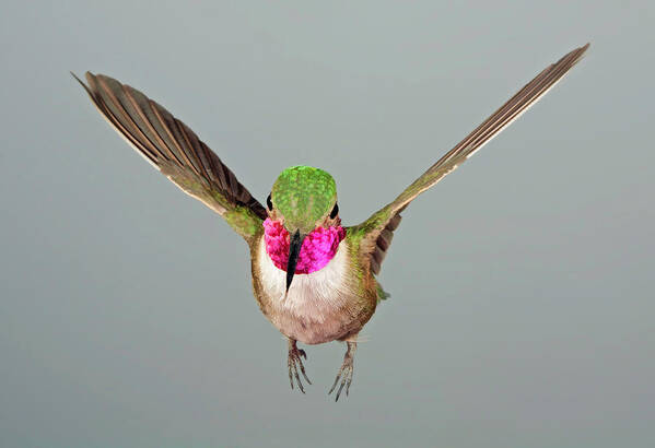 Broadtail Art Print featuring the photograph Broadtail Hummingbird Visualized #2 by Gregory Scott