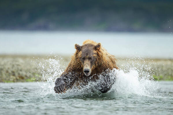 Brown Bear Art Print featuring the photograph Brown Bear, Katmai National Park, Alaska #2 by Paul Souders
