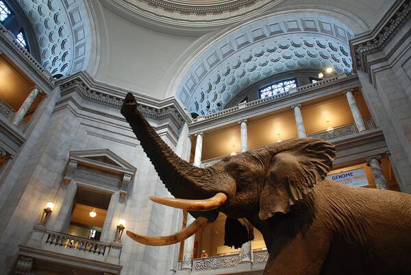 Bull Elephant Art Print featuring the photograph Bull Elephant in Natural History Rotunda by Kenny Glover