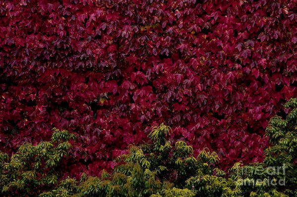 Pacific Northwest Art Print featuring the photograph College campus with fall colors #2 by Jim Corwin