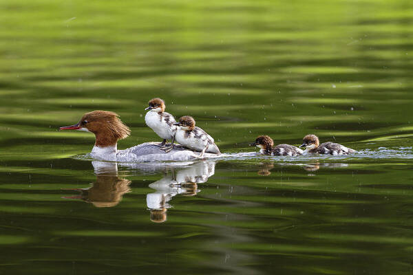 Feb0514 Art Print featuring the photograph Common Merganser Mother Carrying Chicks #2 by Konrad Wothe