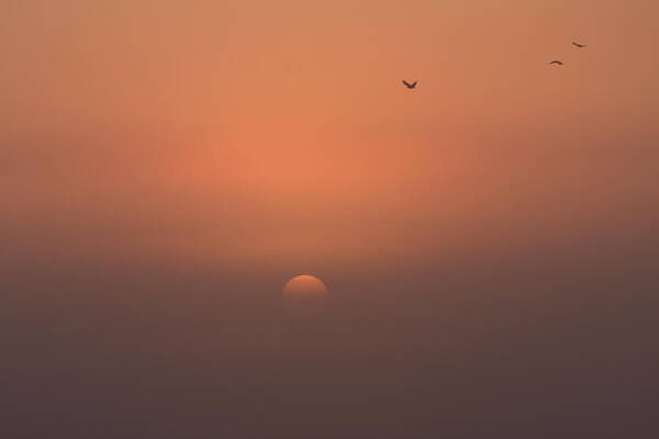 Sunrise Art Print featuring the photograph Early Birds #2 by Jonny Rushton