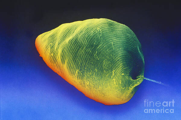 Science Art Print featuring the photograph Euglena Sem #6 by David M Phillips