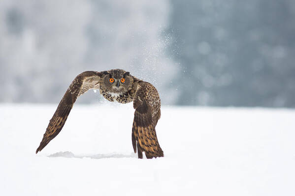 Nature Art Print featuring the photograph Eurasian Eagle-owl #2 by Milan Zygmunt