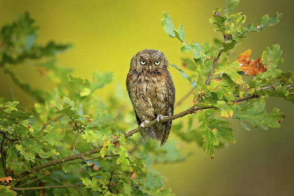 Owl Art Print featuring the photograph Eurasian Scops Owl #2 by Milan Zygmunt