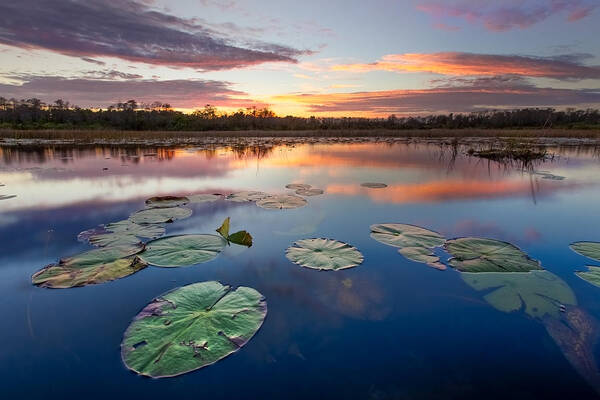 Clouds Art Print featuring the photograph Everglades at Sunset by Debra and Dave Vanderlaan