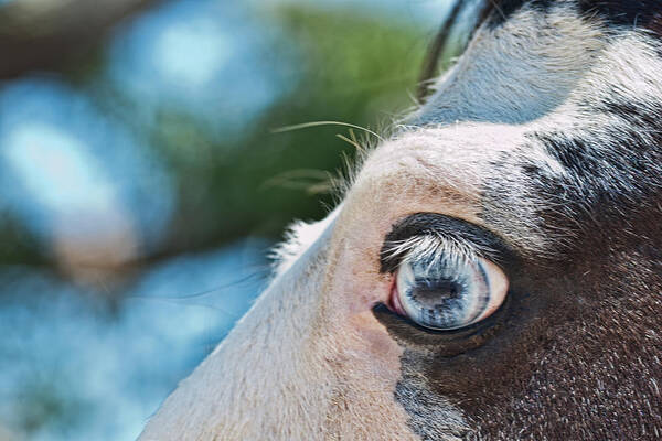 Horses Art Print featuring the photograph Eye of the Beholder #2 by Frank Feliciano