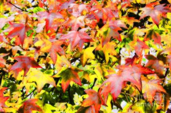 Fall Art Print featuring the photograph Fall Leaves #2 by Jim And Emily Bush