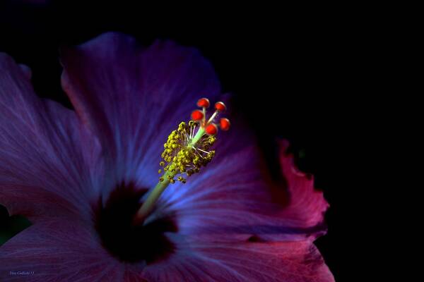 Hibiscus Art Print featuring the photograph Glow #2 by Steve Godleski