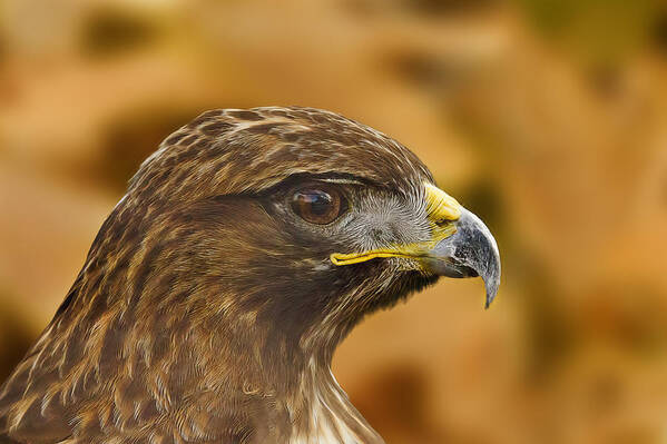 Animal Art Print featuring the photograph Golden Eagle #2 by Brian Cross
