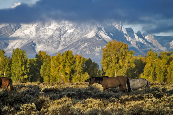 Nature Art Print featuring the photograph Grand Teton National Park, Wy #2 by Mark Newman