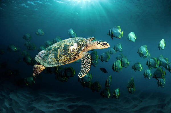 Tranquility Art Print featuring the photograph Hawksbill Sea Turtle #2 by Georgette Douwma